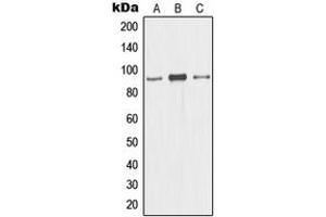 Western blot analysis of CDC46 expression in HL60 (A), HeLa (B), HepG2 (C) whole cell lysates. (MCM5 Antikörper  (N-Term))