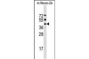 Western blot analysis in mouse Neuro-2a cell line lysates (35ug/lane). (STK32A Antikörper  (C-Term))