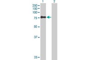 Western Blot analysis of ZSWIM2 expression in transfected 293T cell line by ZSWIM2 MaxPab polyclonal antibody. (ZSWIM2 Antikörper  (AA 1-633))