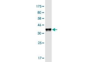 Western Blot detection against Immunogen (36. (HAGHL Antikörper  (AA 183-282))