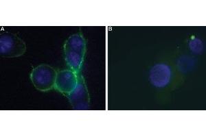Expression of P2RX7 in HEK-293 transfected cells - Cell surface detection of P2RX7 in live intact P2X7-HEK-293 transfected cells. (P2RX7 Antikörper  (Extracellular) (Atto 488))