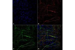 Immunocytochemistry/Immunofluorescence analysis using Mouse Anti-Tau Monoclonal Antibody, Clone 1D5 (ABIN6952073). (tau Antikörper  (Atto 488))