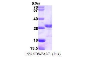 SDS-PAGE (SDS) image for Jun Proto-Oncogene (JUN) (AA 1-241) protein (His tag) (ABIN6386715) (C-JUN Protein (AA 1-241) (His tag))
