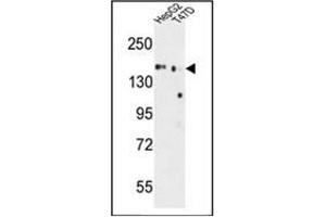 Western blot analysis of GLG1 Antibody (C-term) in HepG2, T47D cell line lysates (35ug/lane).