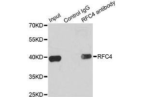 Immunoprecipitation analysis of 200ug extracts of K562 cells using 1ug RFC4 antibody. (RFC4 Antikörper)