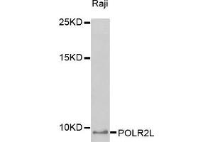 Western blot analysis of extracts of Raji cell line, using POLR2L antibody.