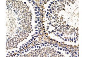 ABIN7096540 and ABIN7100604 at 1/100 staining rat testis tissue by IHC-P. (SMPD3 Antikörper)