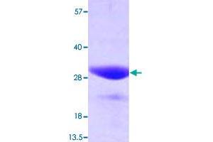 Image no. 1 for FK506 Binding Protein 3, 25kDa (FKBP3) (AA 1-224) (Active) protein (ABIN5570419)