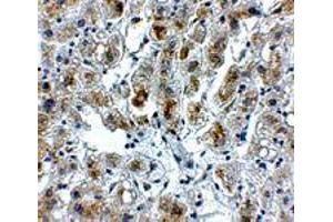 Immunohistochemistry of SIGLEC11 in human liver tissue with SIGLEC11 polyclonal antibody  at 5 ug/mL .