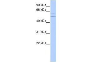 WB Suggested Anti-KCNC4 Antibody Titration:  0. (Kv3.4 Antikörper  (Middle Region))