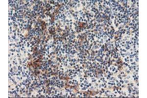 Immunohistochemistry (IHC) image for anti-N-Acyl Phosphatidylethanolamine phospholipase D (NAPEPLD) antibody (ABIN1499646) (NAPEPLD Antikörper)
