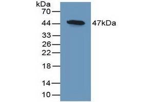 Figure. (DKK3 Antikörper  (AA 23-349))