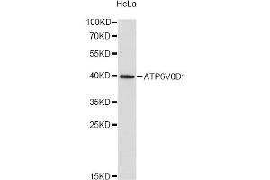 Western blot analysis of extracts of HeLa cells, using ATP6V0D1 antibody (ABIN1871170) at 1:2000 dilution. (ATP6V0D1 Antikörper)