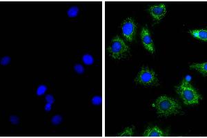 NIH/Swiss mouse fibroblast cell line 3T3 was stained with Rat Anti-β-Actin-UNLB (right) followed by Donkey Anti-Rat IgG(H+L), Mouse SP ads-AF488 and DAPI. (Esel anti-Ratte IgG (Heavy & Light Chain) Antikörper)