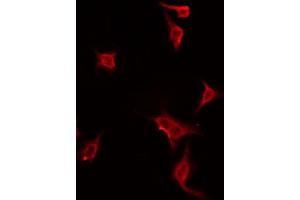 ABIN6274447 staining Hela by IF/ICC. (DUSP19 Antikörper  (Internal Region))