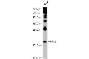 Western blot analysis of extracts of B-cell cells, using UPK2 antibody (ABIN6128905, ABIN6149948, ABIN6149949 and ABIN6214997) at 1:1000 dilution. (Uroplakin 2 Antikörper  (AA 85-155))