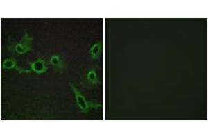 Immunofluorescence analysis of COS7 cells, using HTR7 Antibody. (HTR7 Antikörper  (AA 391-440))