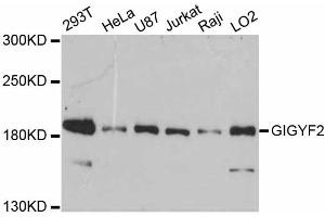 Western blot analysis of extracts of various cell lines, using GIGYF2 antibody (ABIN5997790) at 1:3000 dilution. (GIGYF2 Antikörper)