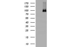 Image no. 8 for anti-Nibrin (NBN) (AA 461-754) antibody (ABIN1491540) (Nibrin Antikörper  (AA 461-754))