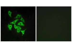 Immunofluorescence analysis of A549 cells, using GPR100 antibody. (RXFP4 Antikörper  (C-Term))