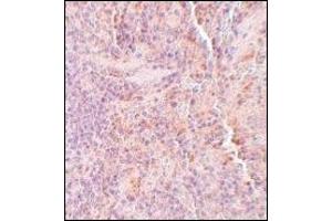 AP20066PU-N SQSTM1 antibody staining of Rat Spleen tissue by Immunohistochemistry at 5 μg/ml. (SQSTM1 Antikörper  (C-Term))