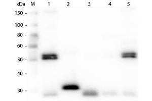 Western Blot of Anti-Rat IgG (H&L) (CHICKEN) Antibody . (Huhn anti-Ratte IgG (Heavy & Light Chain) Antikörper (FITC) - Preadsorbed)