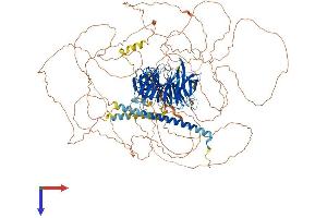 PALB2 Protein (AA 1-1186) (His tag)