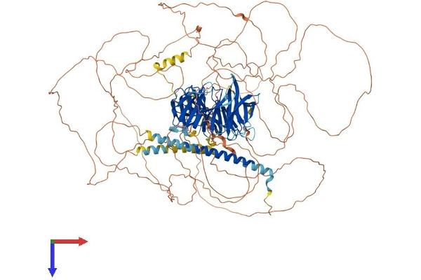 PALB2 Protein (AA 1-1186) (His tag)