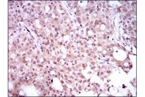 Immunohistochemistry (IHC) image for anti-Sex Determining Region Y (SRY) (AA 1-204) antibody (ABIN1846456) (SRY Antikörper  (AA 1-204))