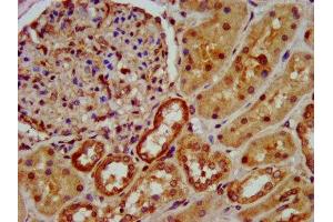 IHC image of ABIN7162352 diluted at 1:600 and staining in paraffin-embedded human kidney tissue performed on a Leica BondTM system. (OCC-1 Antikörper  (AA 1-63))