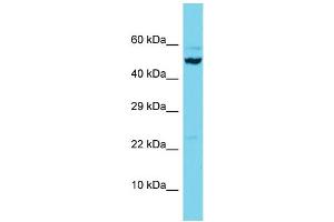 Western Blotting (WB) image for anti-Scavenger Receptor Class B, Member 2 (SCARB2) (C-Term) antibody (ABIN2505185) (SCARB2 Antikörper  (C-Term))