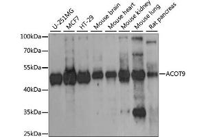 Western blot analysis of extracts of various cell lines, using ACOT9 antibody (ABIN6291385) at 1:1000 dilution. (ACOT9 Antikörper)