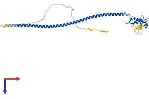 CD72 Protein (AA 1-359) (His tag)