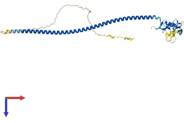 CD72 Protein (AA 1-359) (His tag)
