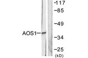 Western blot analysis of extracts from 293 cells, using AOS1 Antibody.