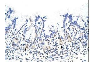 Image no. 1 for anti-Heterogeneous Nuclear Ribonucleoprotein A1 (HNRNPA1) (N-Term) antibody (ABIN203053) (HNRNPA1 Antikörper  (N-Term))