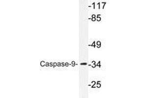 Western blot analysis of Caspase 9 antibody in extracts from HeLa cells. (Caspase 9 Antikörper)