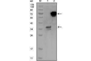 Western blot analysis using HPS1 mouse mAb against truncated HPS1 recombinant protein (1) and HPS1-hIgGFc transfected CHO-K1 cell lysate (2).