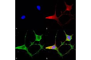 Immunocytochemistry/Immunofluorescence analysis using Mouse Anti-Ankyrin B Monoclonal Antibody, Clone S105-13 (ABIN2485082). (ANK2 Antikörper  (AA 203-496) (Atto 594))