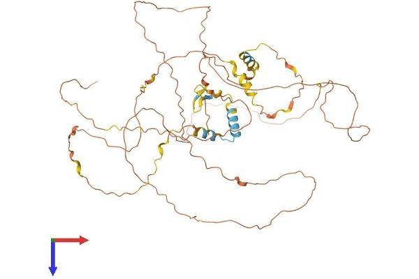 CCDC8 Protein (AA 1-538) (His tag)