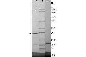 IL17F Mouse Cytokine-SDS-PAGE Bands corresponding to recombinant IL17F Mouse Cytokine show where 1µg was loaded in lane 1 (unreduced, arrowhead) and lane 3 (reduced). (IL17F Protein)