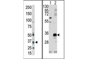Image no. 1 for anti-Pim-1 Oncogene (PIM1) (C-Term) antibody (ABIN360327)