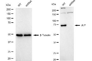 Western blotting analysis using JUP antibody (ABIN7799151).