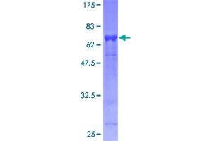 EIF3F Protein (AA 1-357) (GST tag)