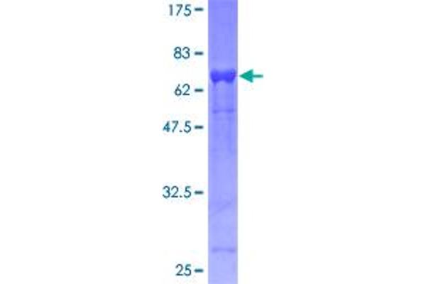 EIF3F Protein (AA 1-357) (GST tag)