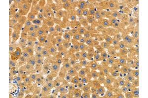 ABIN6261136 and ABIN6272575 at 1/100 staining Rat liver tissue by IHC-P.