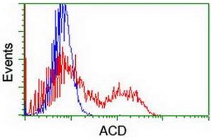 HEK293T cells transfected with either RC204381 overexpress plasmid (Red) or empty vector control plasmid (Blue) were immunostained by anti-ACD antibody (ABIN2455628), and then analyzed by flow cytometry. (ACD Antikörper)