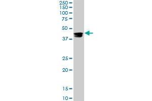 Western Blotting (WB) image for anti-Cytidine Monophosphate N-Acetylneuraminic Acid Synthetase (CMAS) (AA 164-264) antibody (ABIN466224) (CMAS Antikörper  (AA 164-264))