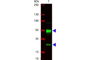 Western Blot of Goat anti-Swine IgG antibody. (Ziege anti-Schwein IgG (Heavy & Light Chain) Antikörper - Preadsorbed)