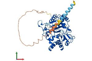 AlphaFold protein structure predicition of Mouse Recombinant St8sia2 Protein, UniprotID O35696